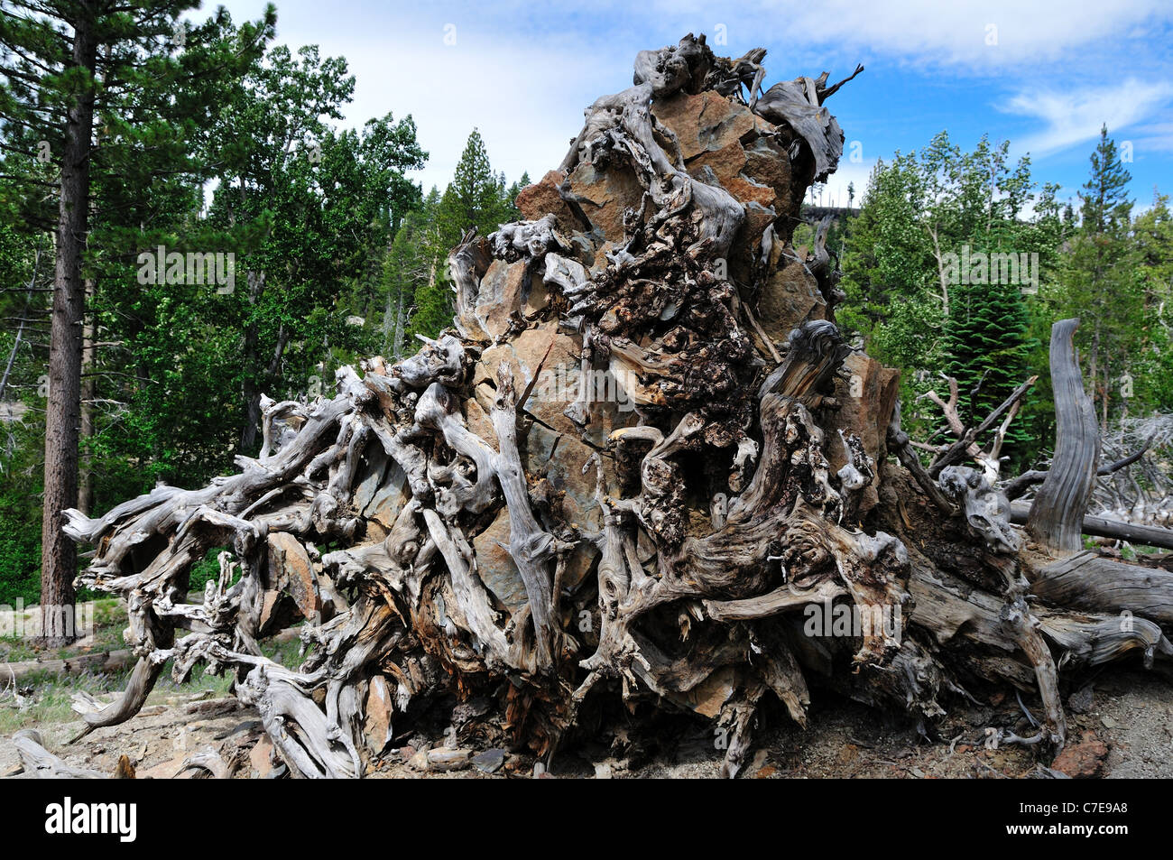 The root system of a big uprooted tree. Devils' Postpile National Monument. California, USA. Stock Photo