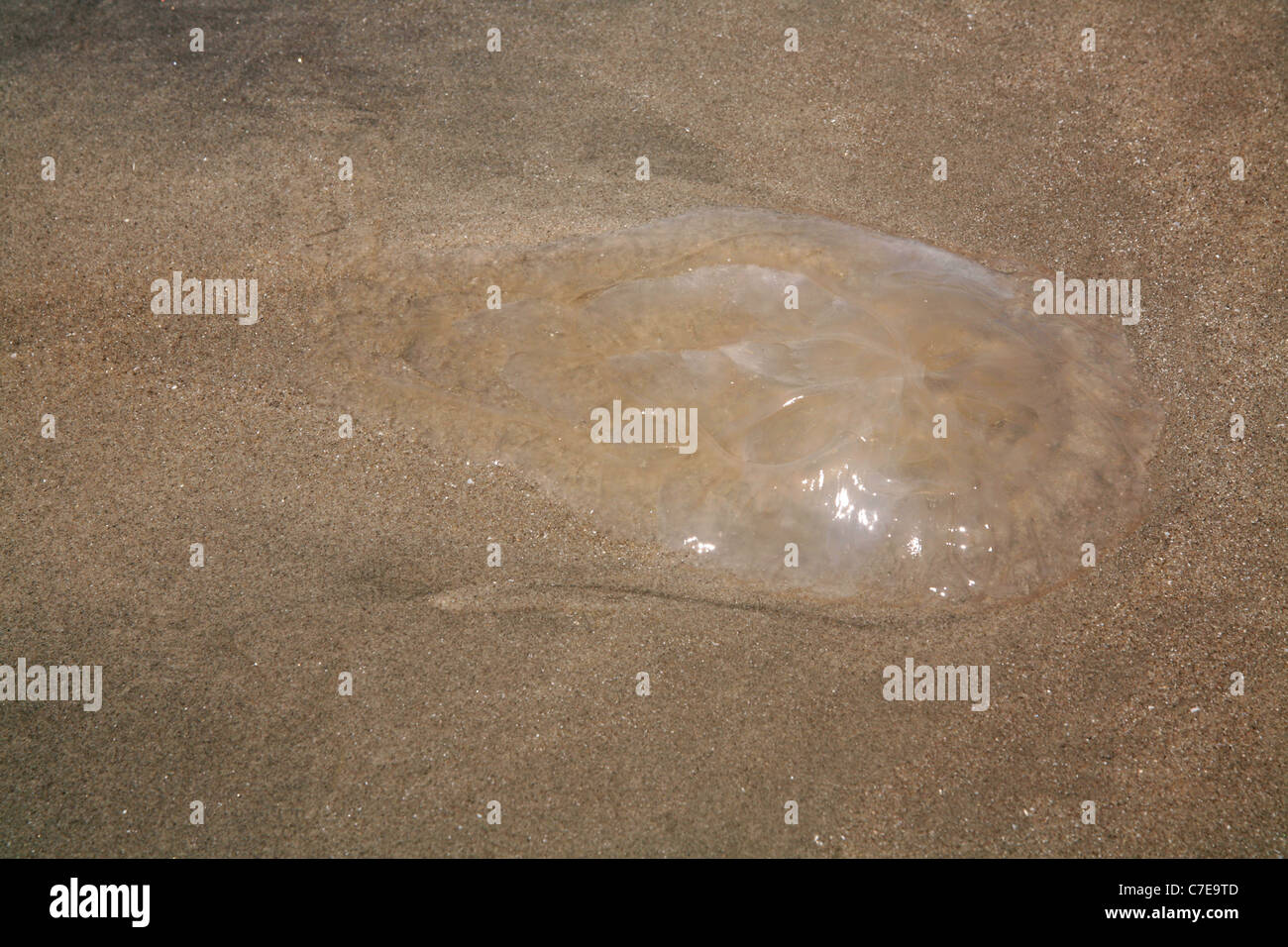 Low tide in an empty beach left a jelly fish in the sand. Stock Photo