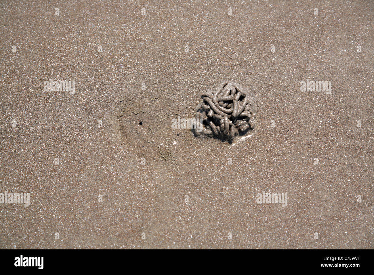Beach, sand and other things. A crab hole filled by the waves of the tide. Stock Photo