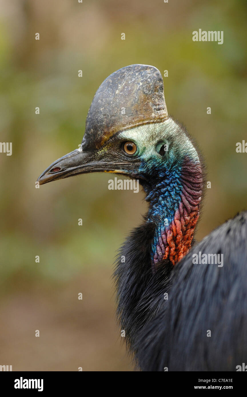 Southern Cassowary in Tam O’Shanter National Park Stock Photo