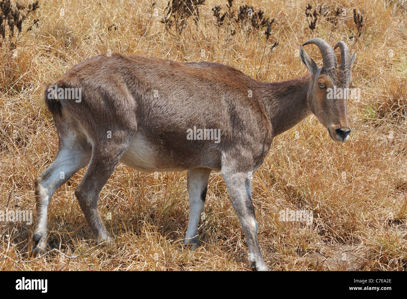 Rare Nilgiri Tahr (Hemitragus hylocrius) Mountain Goat in the Western Ghats, Southern India. Stock Photo