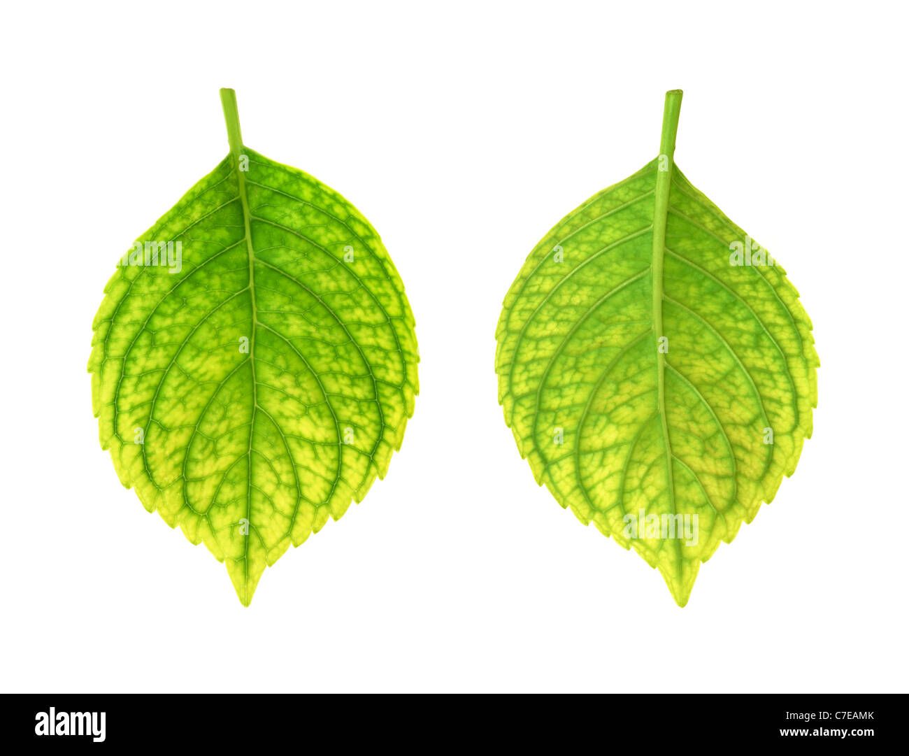 Iron deficiency of Hydrangea macrophylla leaf - chlorosis - isolated Stock Photo