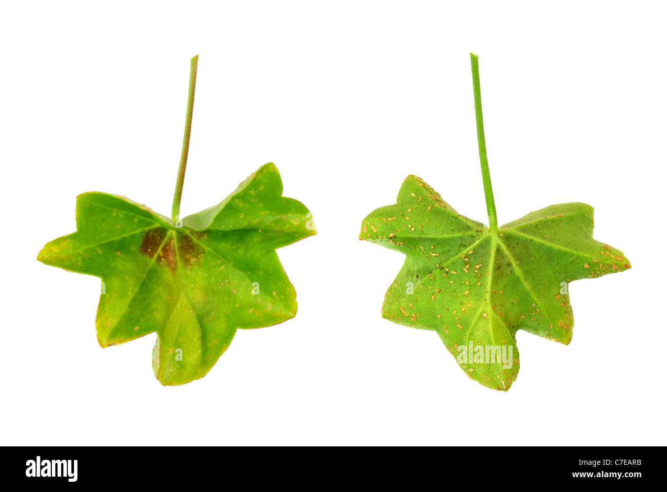 Diseased leaf of  Pelargonium peltatum  – water-soaked lesions  - cutout Stock Photo