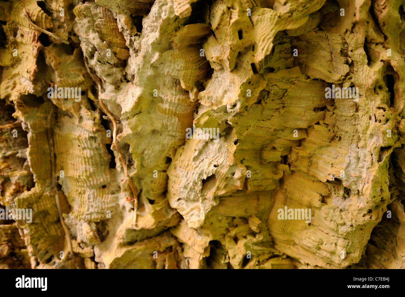 Cork Oak, quercus suber, bark Stock Photo
