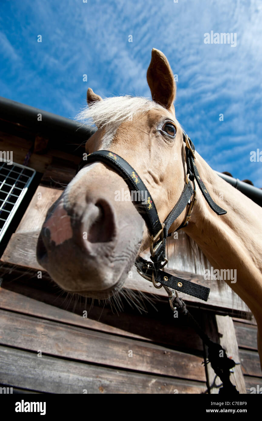 Horse looking at camera Stock Photo