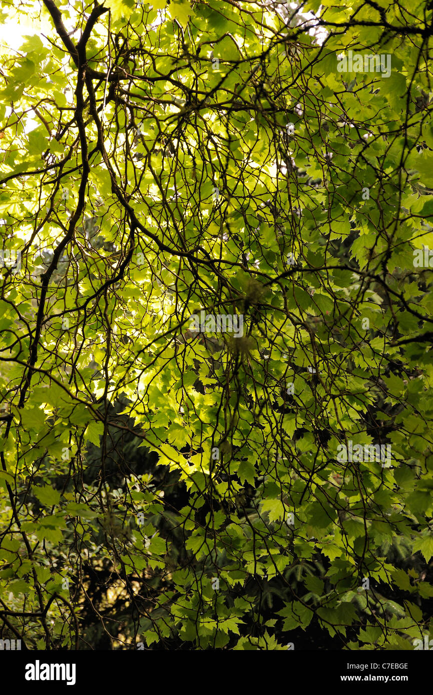 London Plane, platanus x hispanica, foliage Stock Photo