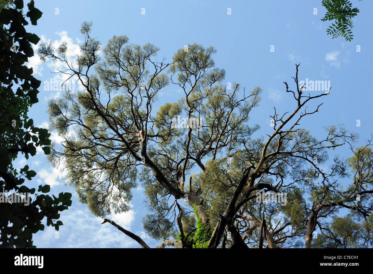 Scots pine hires stock photography and images Alamy