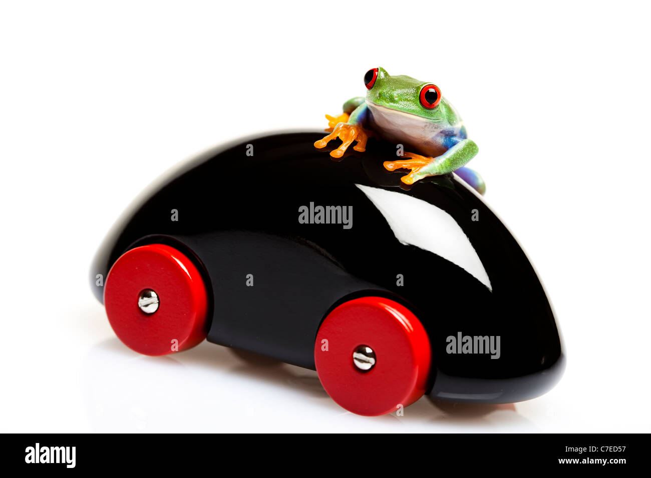 Crazy frog stock image. Image of adaptation, extinction - 1940615