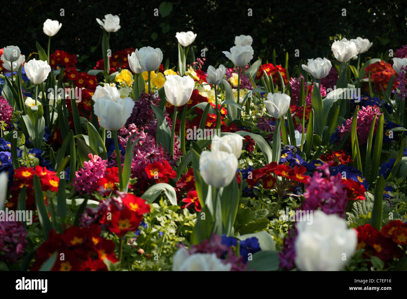 A spring flower bed of Tulips and other flowers in Kelsey Park