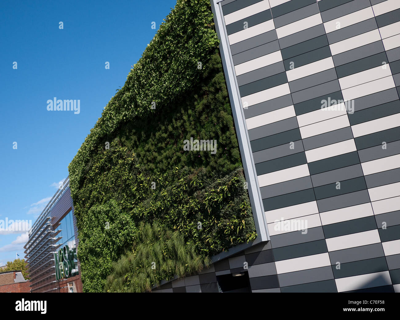 green wall growing on M&S store, norwich, norfolk, england Stock Photo