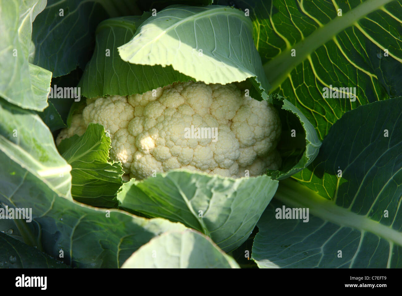 Cauliflower. Stock Photo