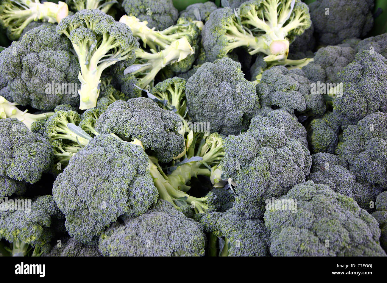Broccoli, after picking from the field. Stock Photo