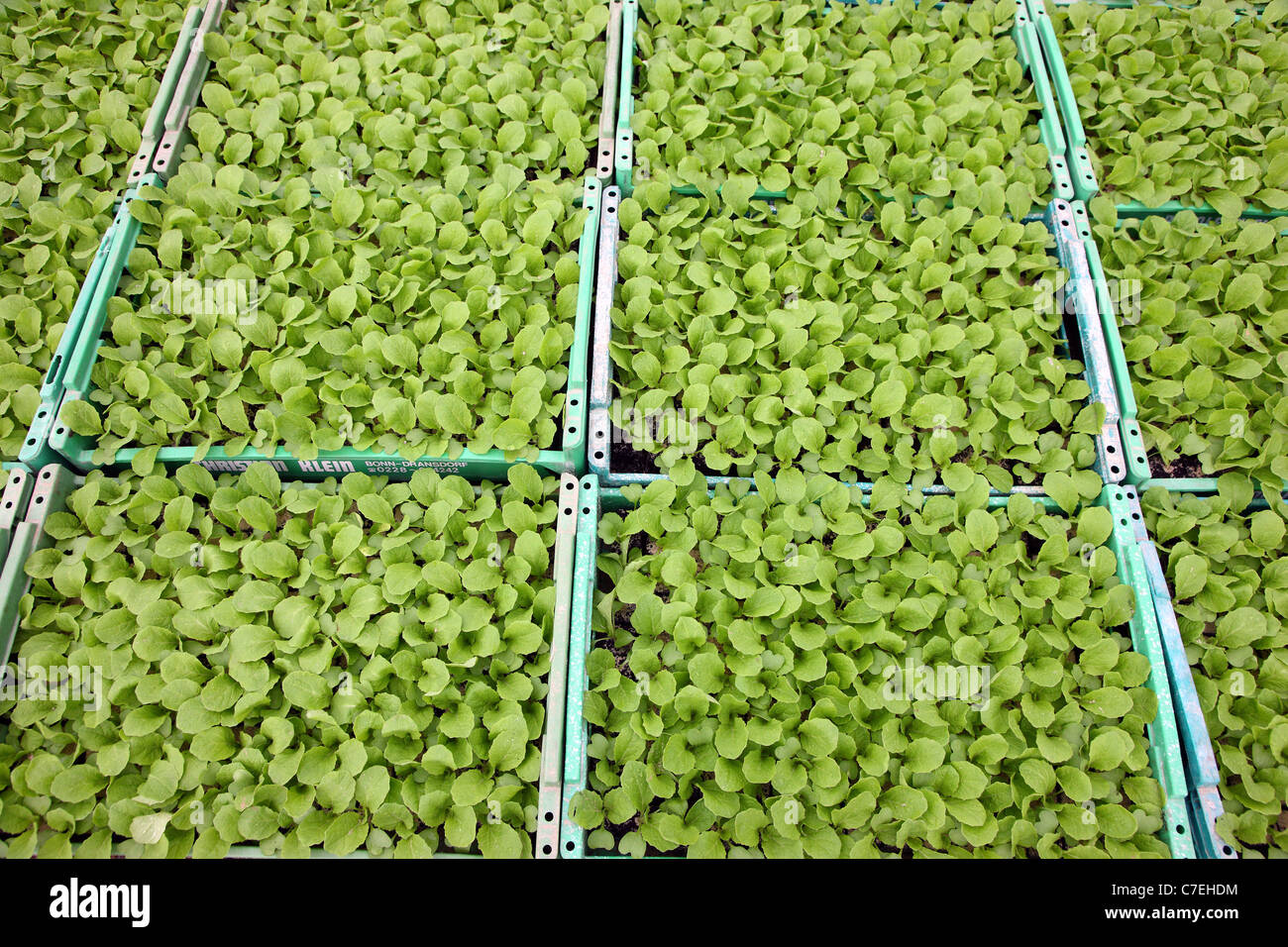 Cabbage Seedling High Resolution Stock Photography and Images Alamy