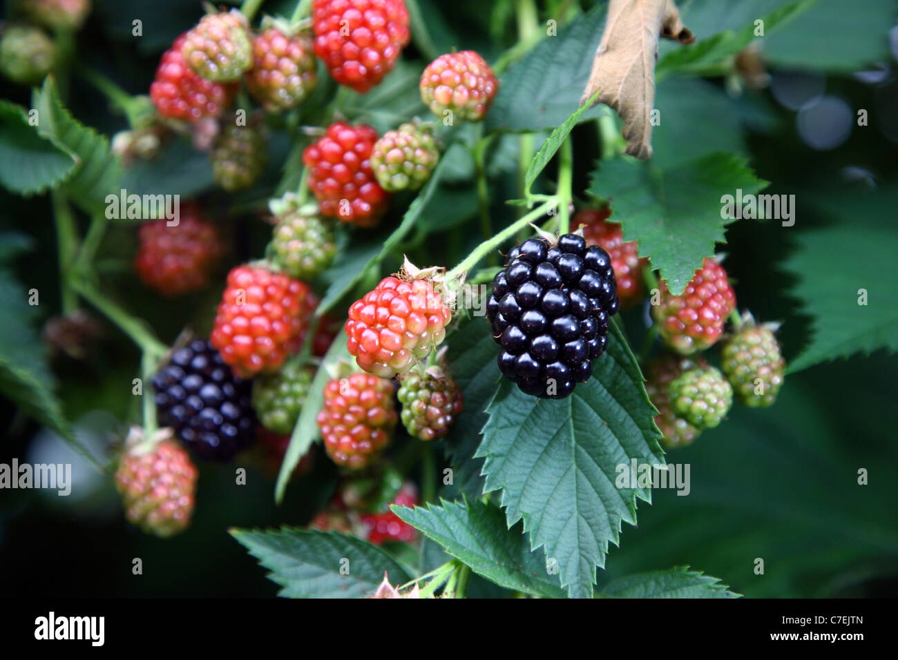 Blackberries, different maturity levels Stock Photo Alamy