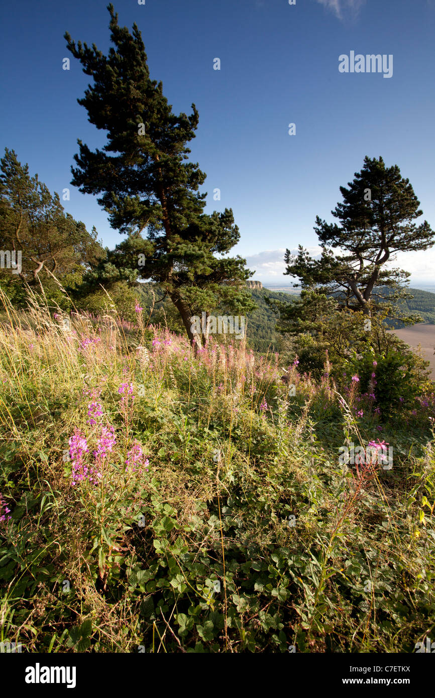 Pine trees at Sutton Bank, North York Moors National Park Stock Photo