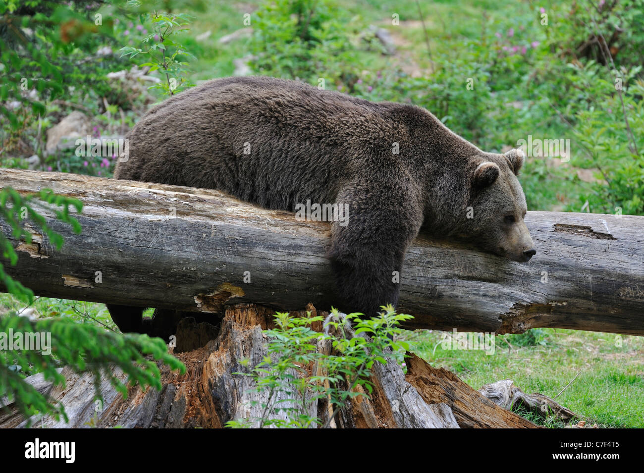 Lazy Eurasian brown bear (Ursus arctos) sleeping on fallen tree trunk in woodland, Bavarian Forest National Park, Germany Stock Photo