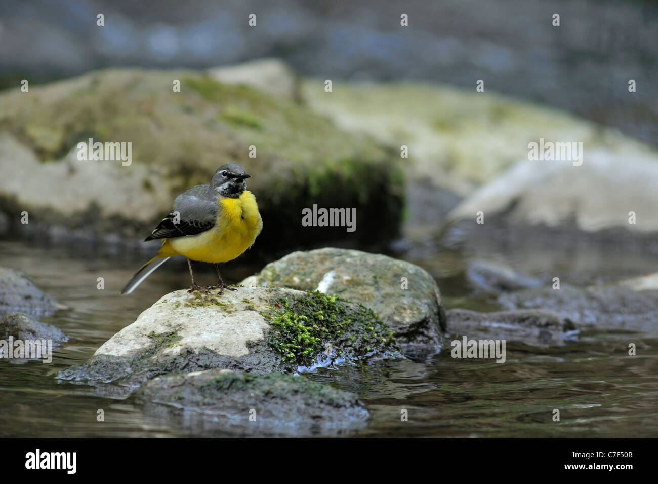 Grey wagtail (Motacilla cinerea) perched on rock in stream, Luxembourg Stock Photo