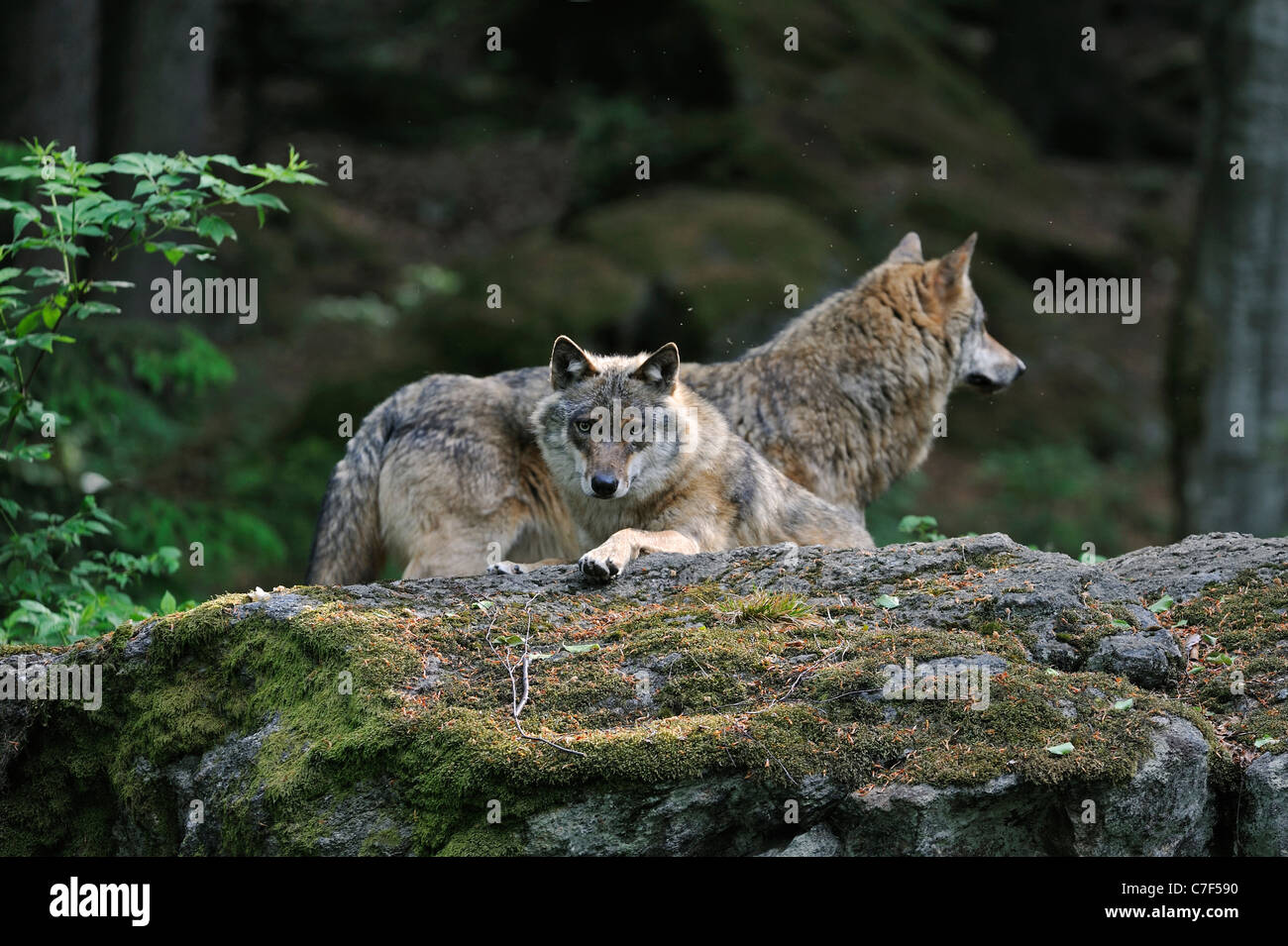 Two European Grey Wolves (Canis lupus) scanning woodland from rock, Bavarian forest, Germany Stock Photo