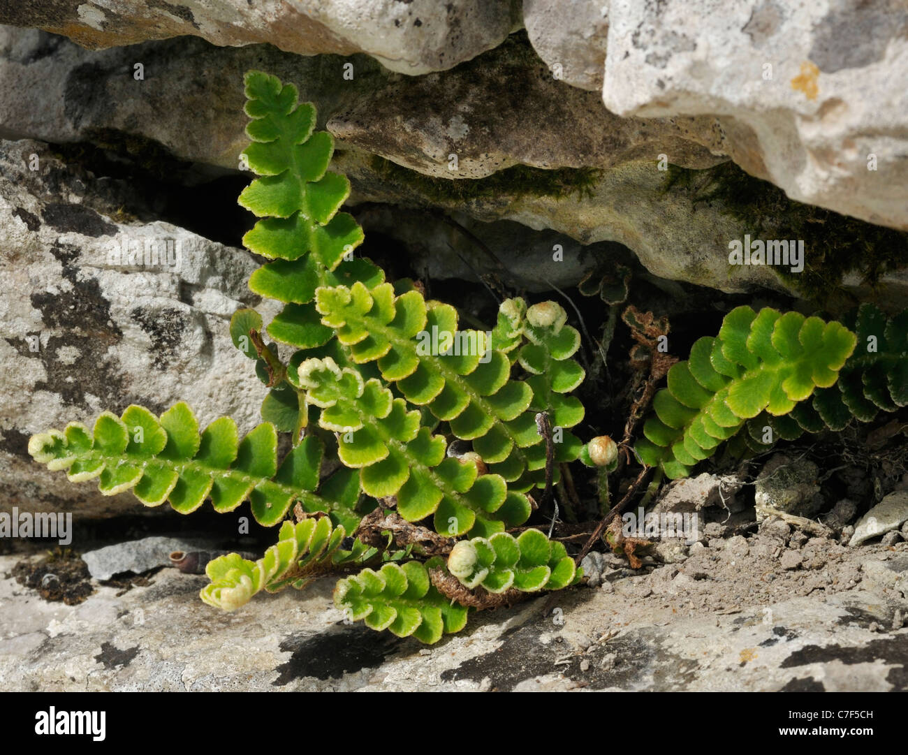 Rusty-back Fern - Ceterach officinarum on The Burren Growing in crack in Limestone rock Stock Photo