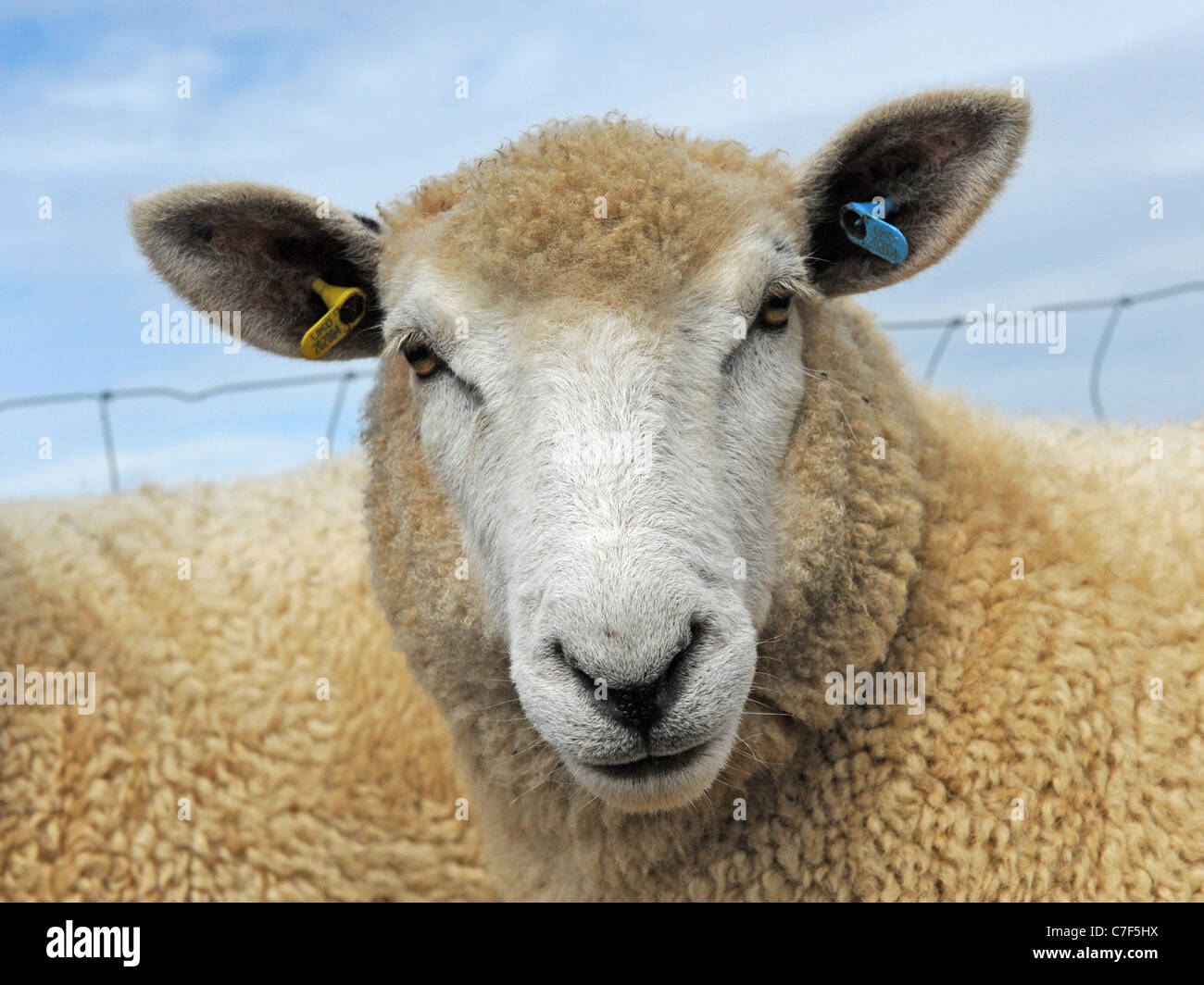 An angry looking sheep with light brown fleece Stock Photo