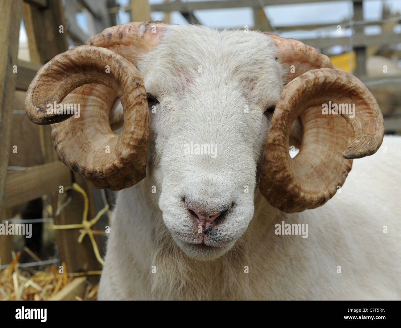 A headshot of an adult ram with curly horns Stock Photo Alamy