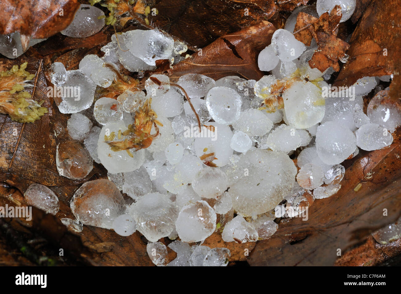 Hailstones on leaves on the forest floor after hailstorm Stock Photo