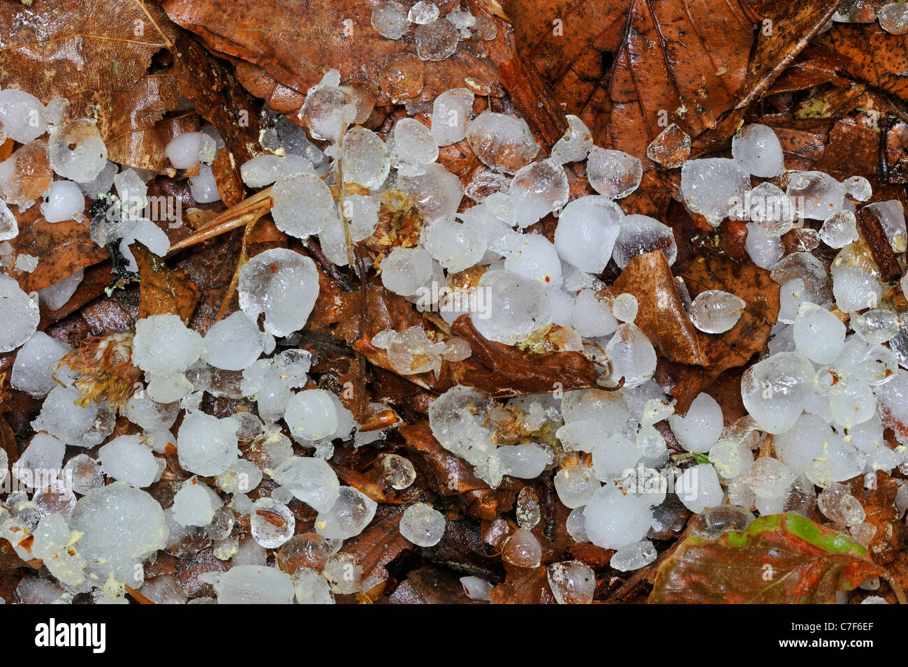 Hailstones on leaves on the forest floor after hailstorm Stock Photo
