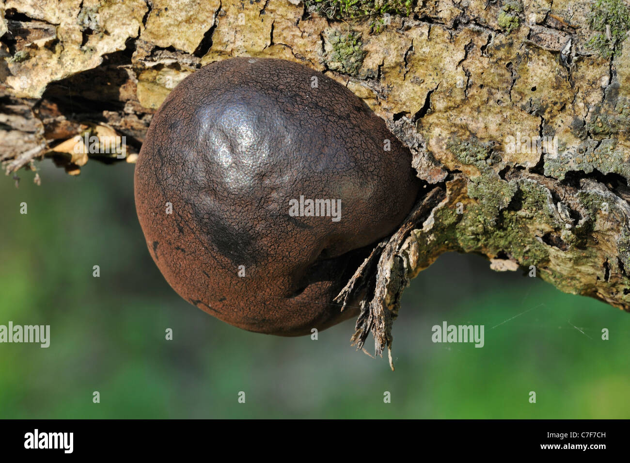 King Alfred's Cake / Cramp balls / Coal fungus (Daldinia concentrica) growing from tree trunk Stock Photo