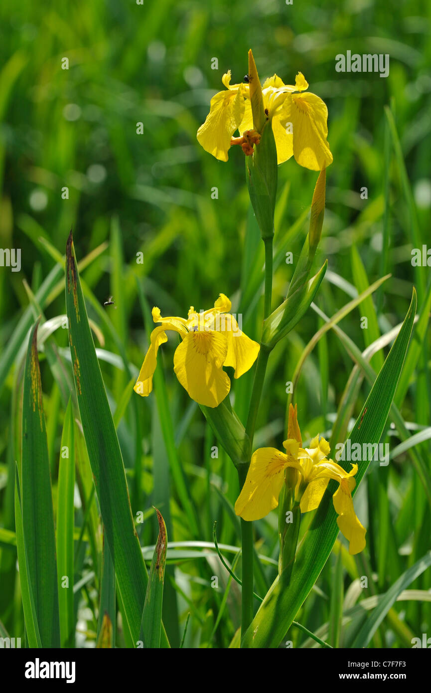 Yellow iris / yellow flag (Iris pseudacorus) in flower along pond Stock Photo