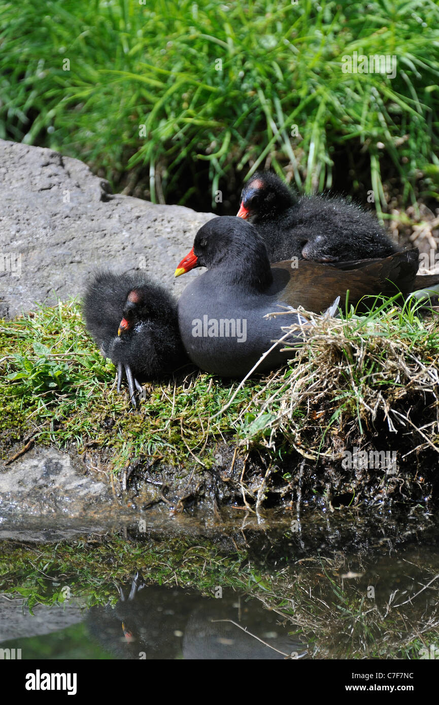 Common Moorhen / Common Gallinule (Gallinula chloropus) with chicks resting on pond bank Stock Photo