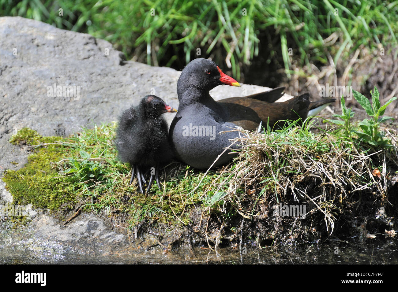 Common Moorhen Common Gallinule Gallinula Chloropus With Chick common-moorhen-common-gallinule-gallinula-chloropus-with-chick