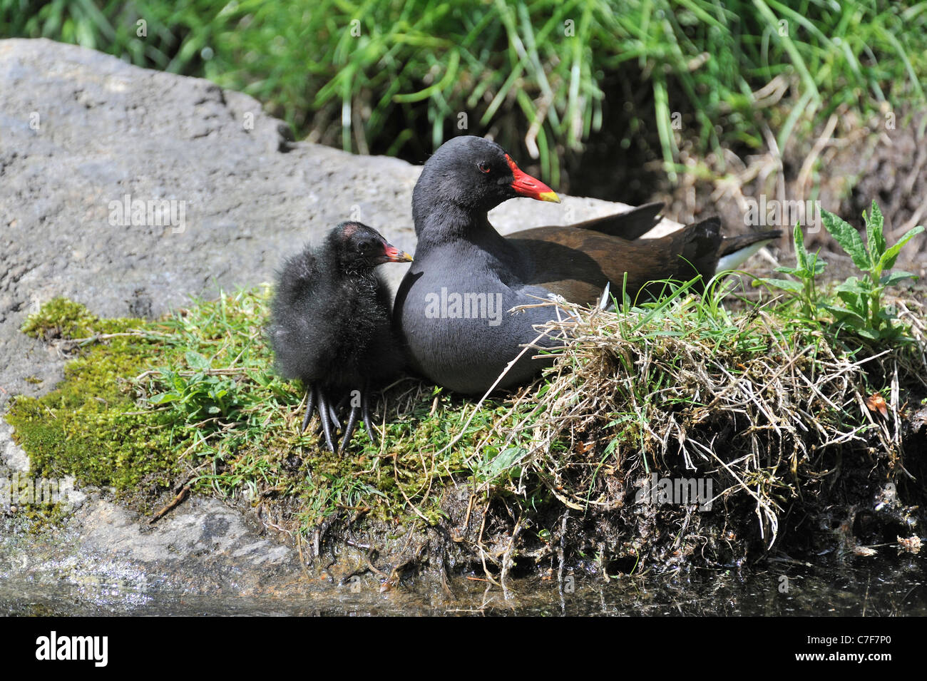 Common Moorhen / Common Gallinule (Gallinula chloropus) with chick resting on pond bank Stock Photo