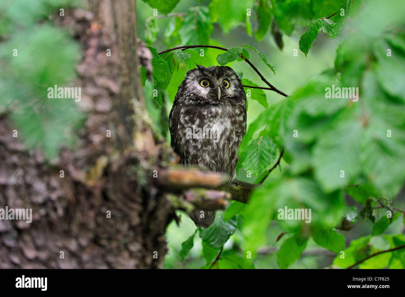 Tengmalm's owl (Aegolius funereus) perching in tree in woodland Stock Photo