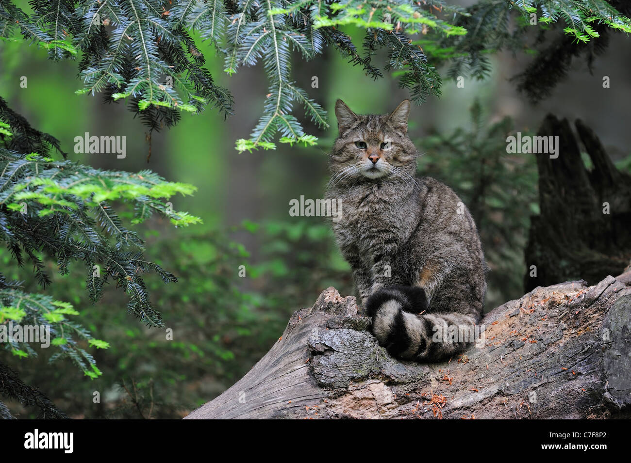 Wild cat (Felis silvestris) sitting on fallen tree trunk in pine forest Stock Photo