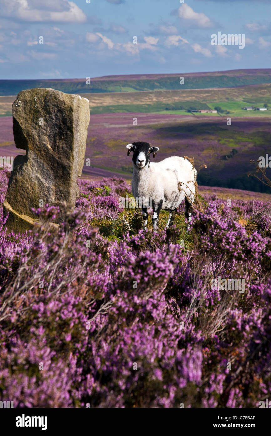 Moorland Sheep, North York Moors National Park Stock Photo
