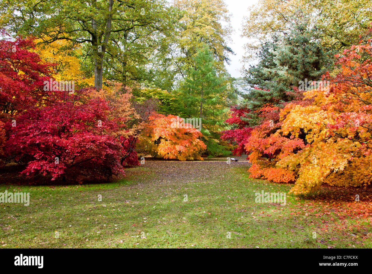 Autumn Colour In The Acer Glade At Westonbirt Arboretum In Autumn Colour In The Acer Glade At Westonbirt Arboretum In
