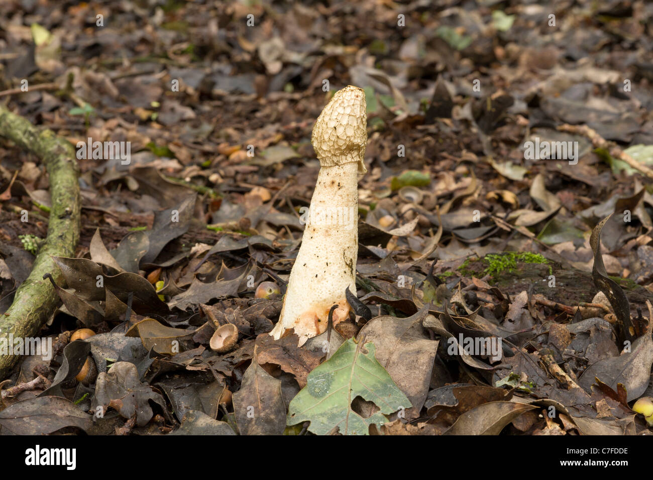 Witchs egg mushroom hires stock photography and images Alamy
