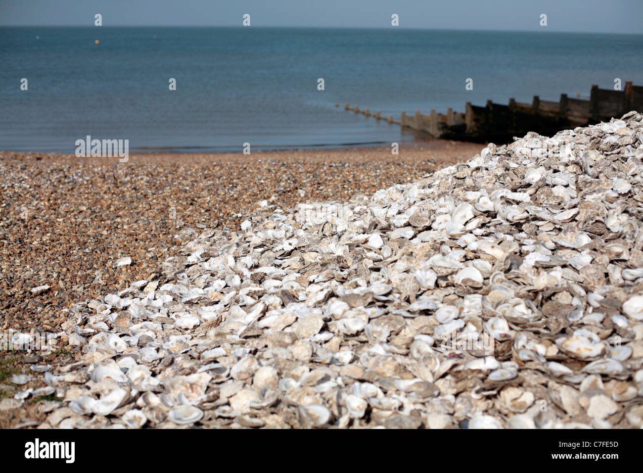 Pile of oyster shells on the beach in Whitstable, UK Stock Photo Alamy