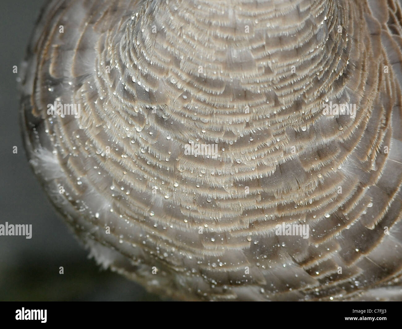 Waterproofing Feathers High Resolution Stock Photography and Images Alamy