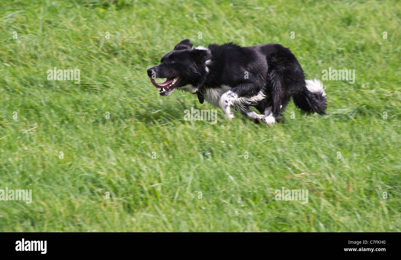 working black and white border collie sheepdog running in a field hayfield show ground Derbyshire Stock Photo