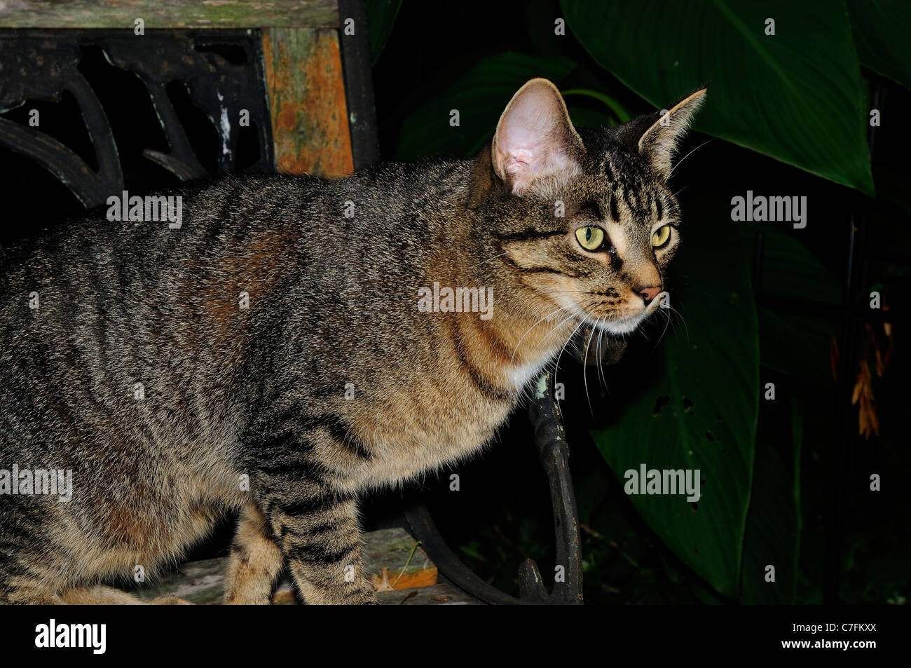 Alert Tabby Cat Hunting Stock Photo - Alamy