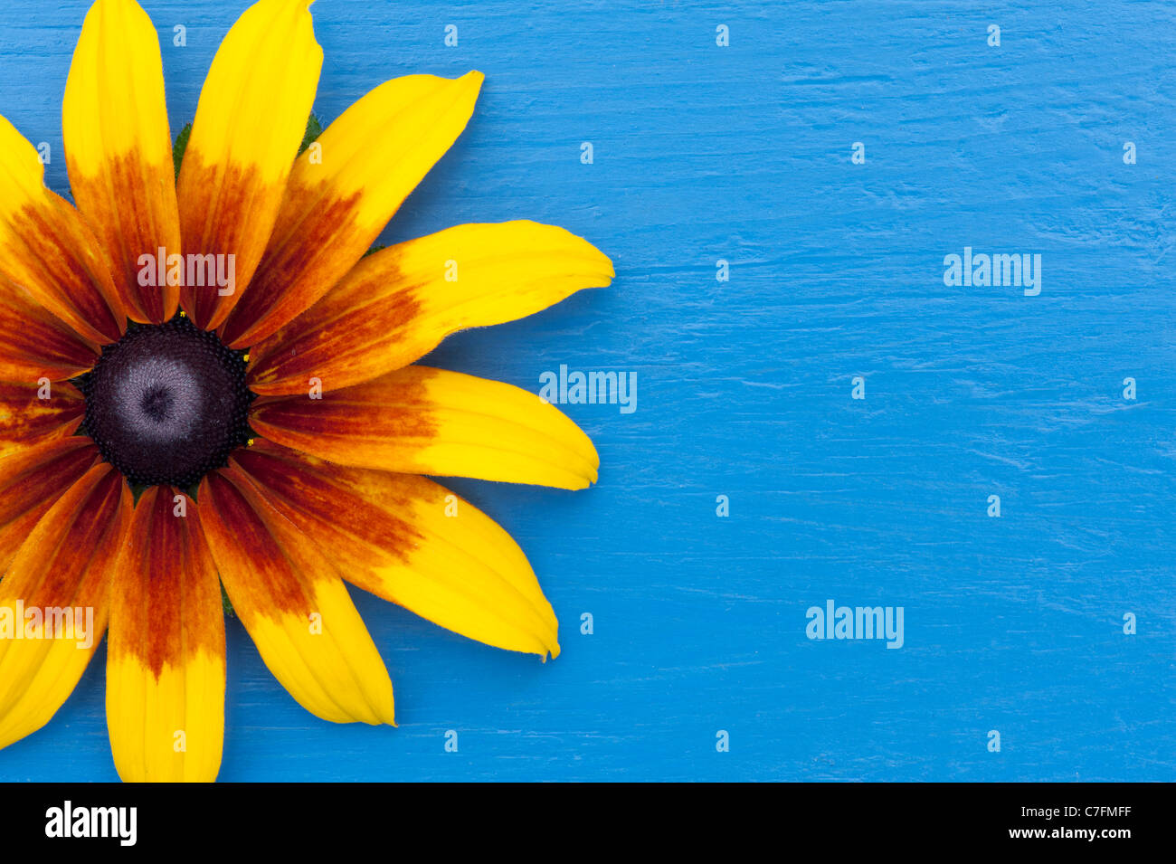 Rudbeckia hirta rustic dwarf flower on a blue wood painted background Stock Photo