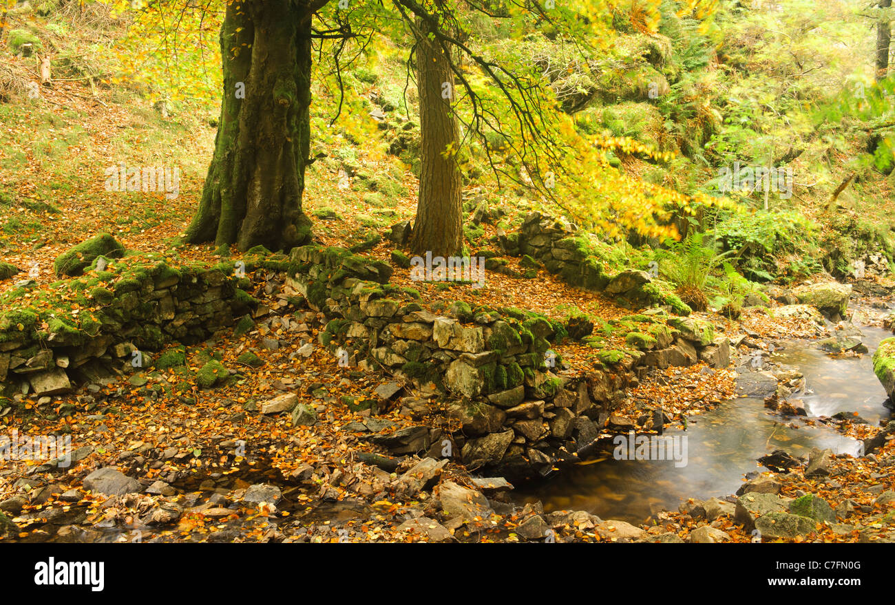 Autumnal scene, Lake District, England, UK Stock Photo