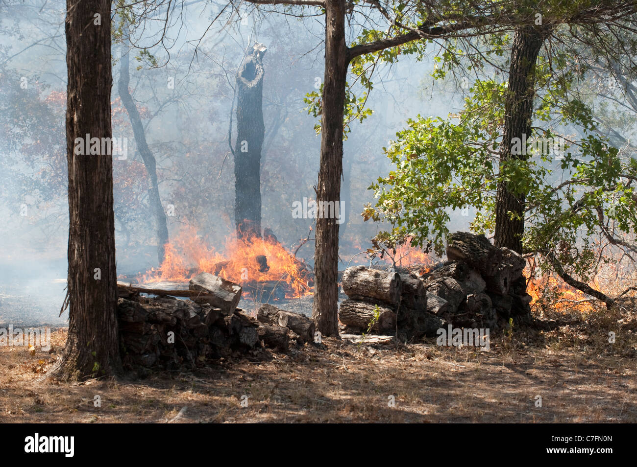 Flames from a wildfire advance in the brush along U.S. Highway 71 west of Bastrop, Texas Stock