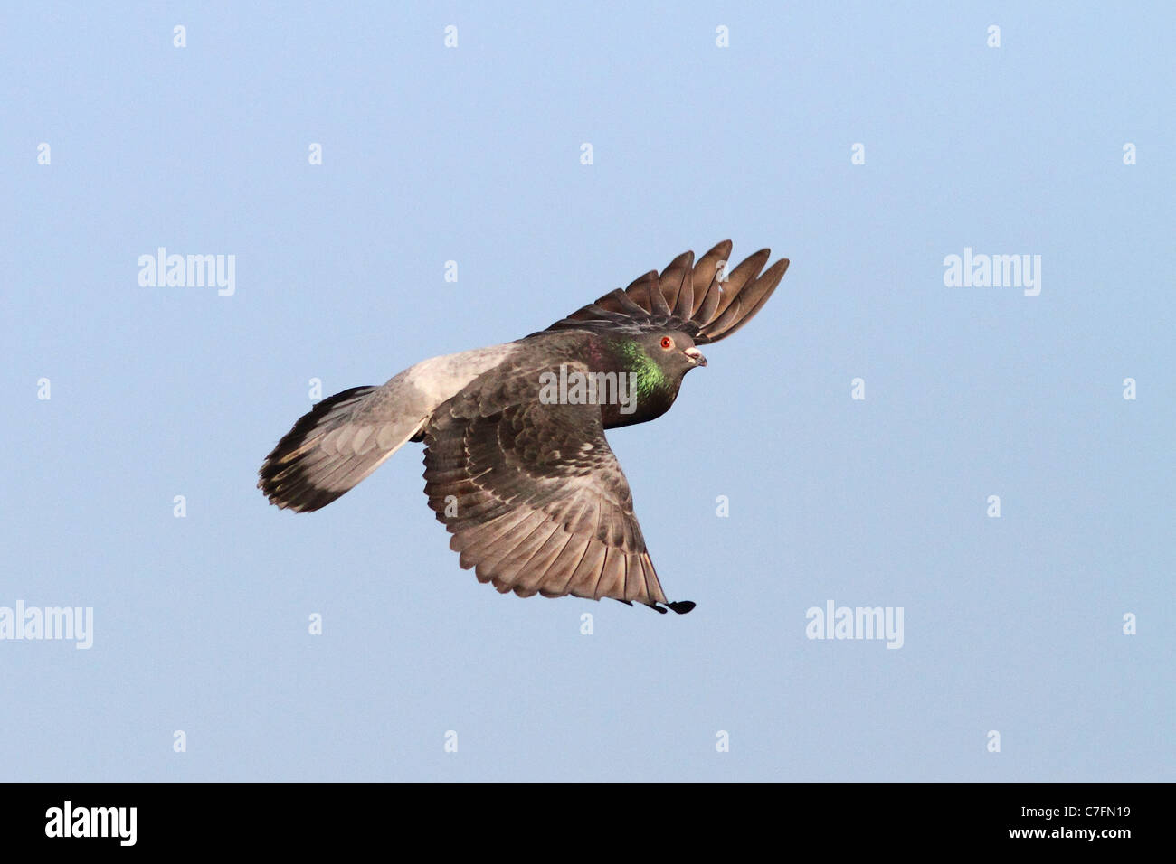 Flying rock pigeon Stock Photo