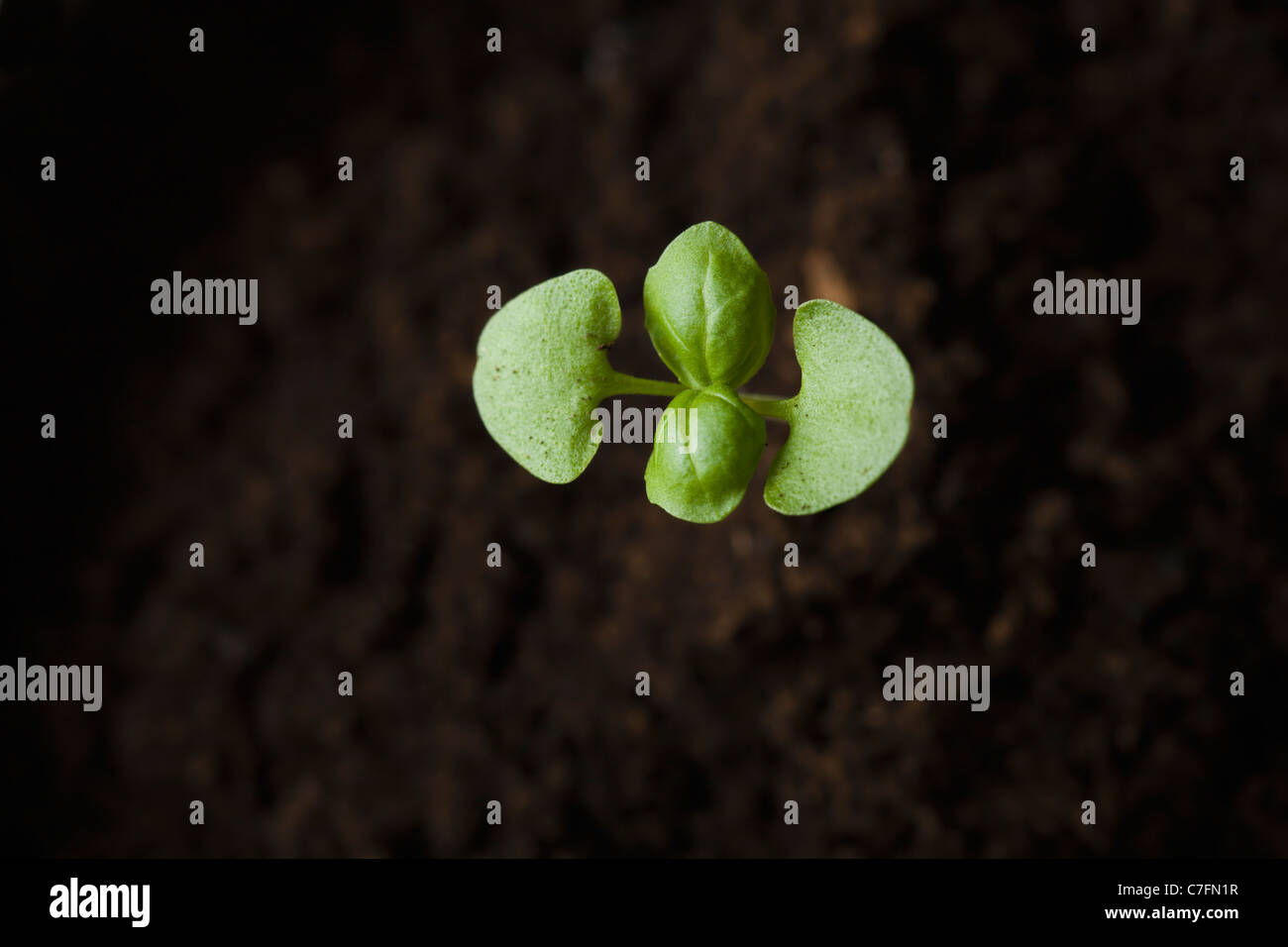 Basil sprout hires stock photography and images Alamy