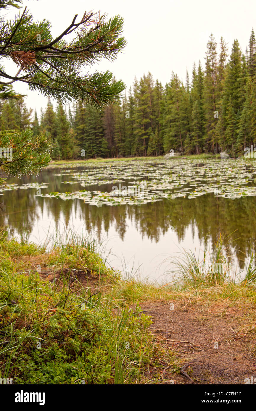 Nymph Lake, Rocky Mountain National Park, Colorado Stock Photo