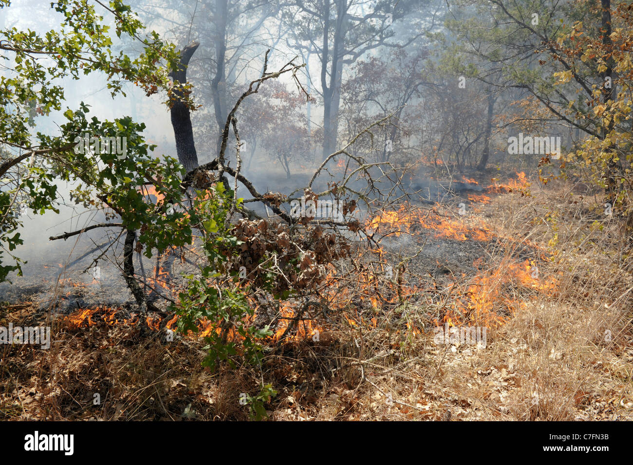 Flames from a wildfire advance in the brush along U.S. Highway 71 west of Bastrop, Texas Stock