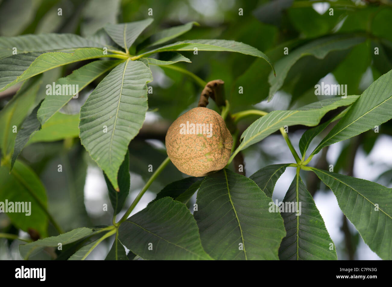 AESCULUS FLAVA Horse-chestnut  chestnut Sweet Buckeye North-Amerika feature tree fruit ripe plant leaf leaves green brown horse Stock Photo