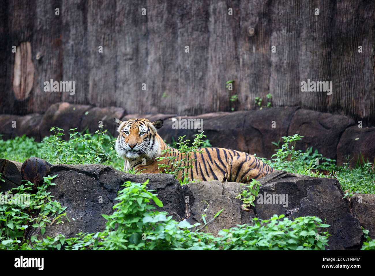 Malaysian tiger making eye contact with camera at Melaka zoo. Stock Photo
